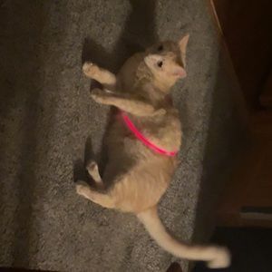 Meet your Posher, Kenzie